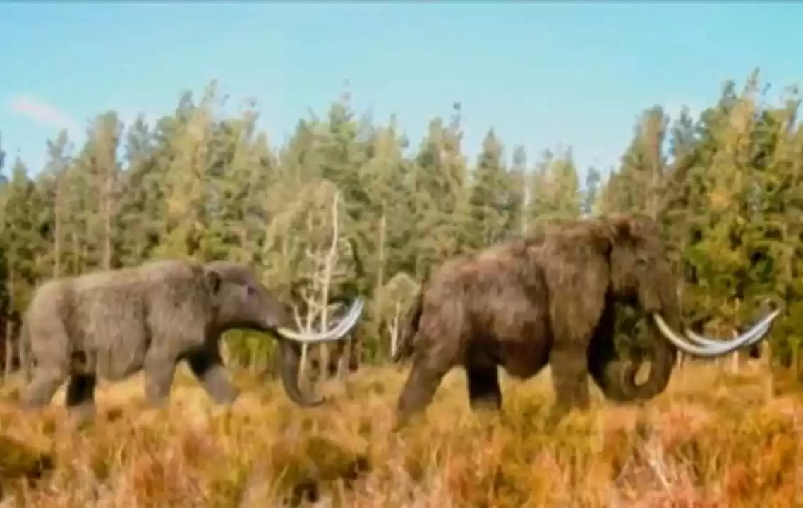 Mammoth dan Mastodon pernah Hidup Berdampingan di Amerika Utara