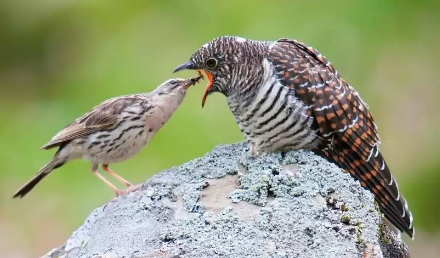 Burung Kedasih Yang Terkenal Sifat Liciknya dan Kecantikan Yang Menipu