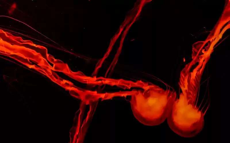 Cara Melihat Jadwal Pertandingan PSM Makassar vs Persija Jakarta di Liga 1