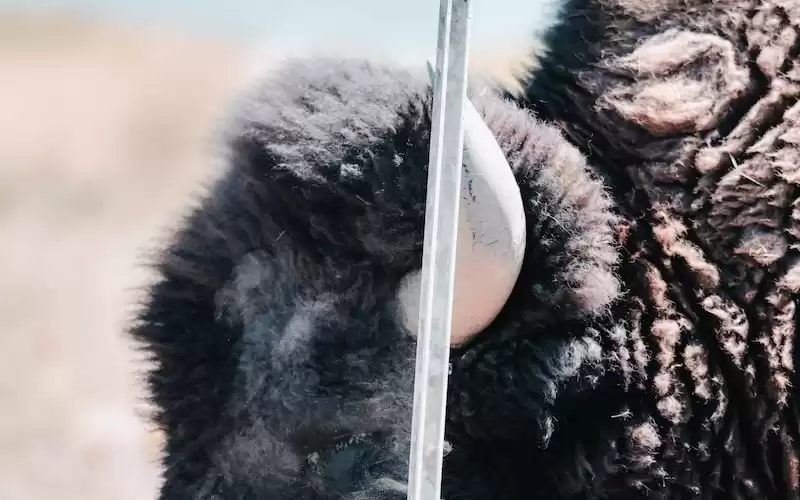 Cody Bellinger and the Dodgers: Are They Bulls of the National League West?