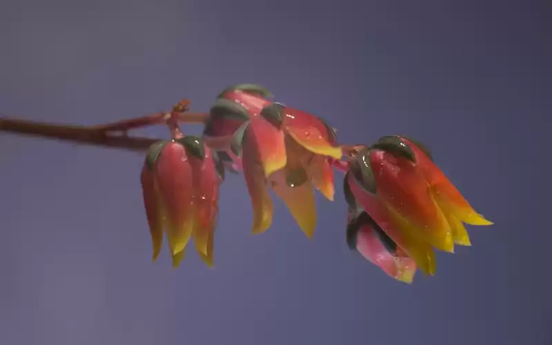 KMSK Deinze: Mengenal Klub Sepak Bola yang Berjaya di Belgia