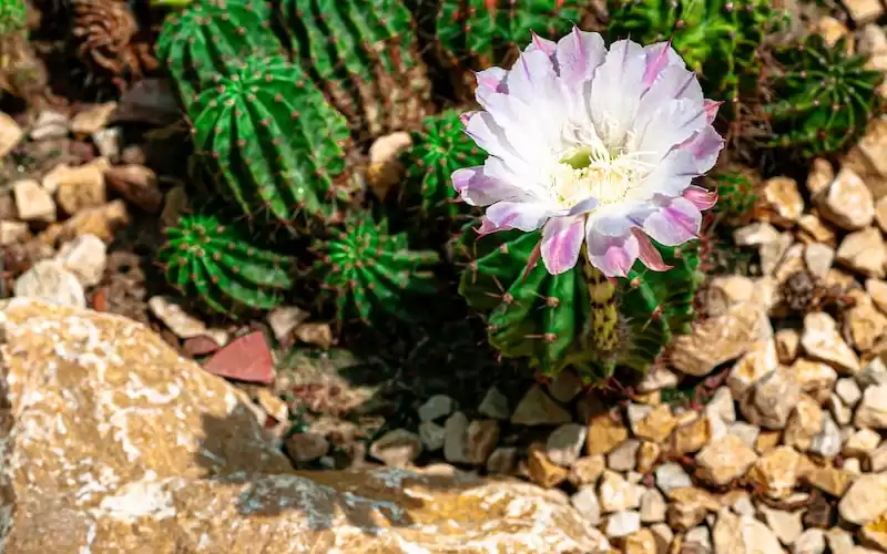 Pentingnya Studi Humaniora dalam Berkembang Menjadi Individu yang Empati dan Berbudaya