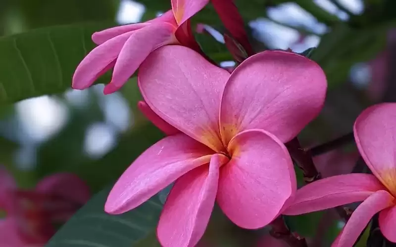 Liburan Seru di Tanggal Merah Juni 2023: Kunjungi Konser Agnez Mo dan Nikmati Nuansa Musikal yang Tak Terlupakan