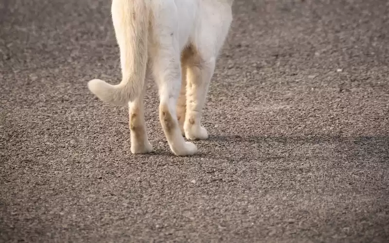 Membangun Negara yang Demokratis: Langkah-langkah yang Dapat Dilakukan