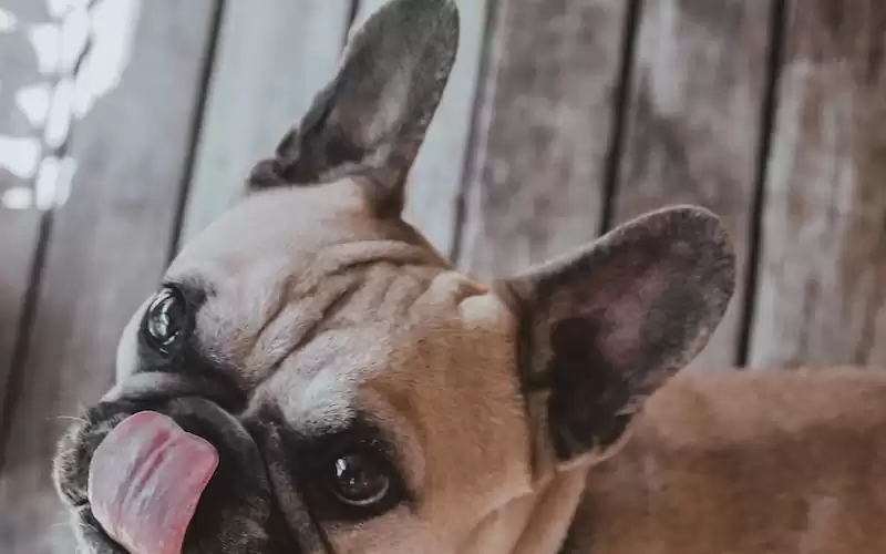 Paul Kent's Take on Brisbane Lions: A Journey from Underdogs to Title Contenders