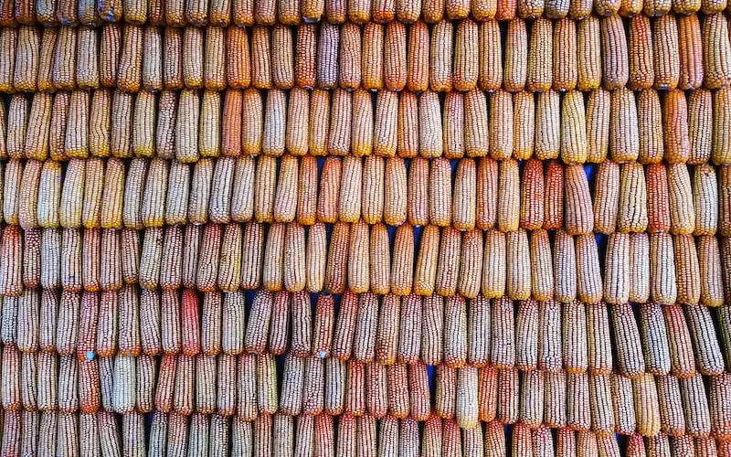 Peringatan Hari Pendidikan Nasional: Meningkatkan Minat Baca Masyarakat