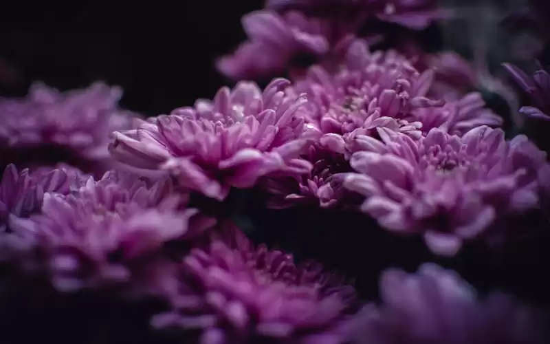 Yuk Mulai Berkebun! Tips dan Trik untuk Memulai Hobi Menanam Tanaman di Rumah