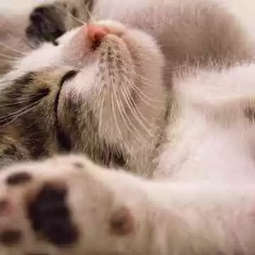 Kutu Kucing Bisa Mengakibatkan Kematian Apa Benar?