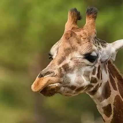 Bagaimana Evolusi telah Menyelamatkan Jerapah dengan Niche Partitioning