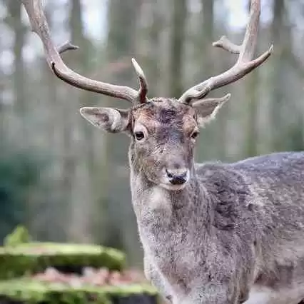 Bagaimana Rusa Memegang Kunci Dalam Ekosistem