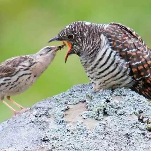 Burung Kedasih Yang Terkenal Sifat Liciknya dan Kecantikan Yang Menipu