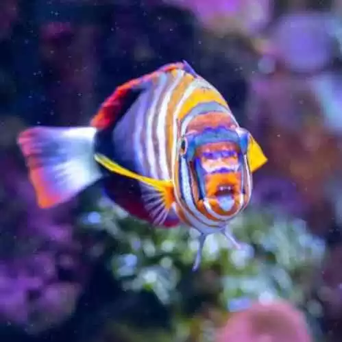 Tingkat Kecerdasan dan Akurasi Ikan Tuskfish Australia Yang Luar Biasa