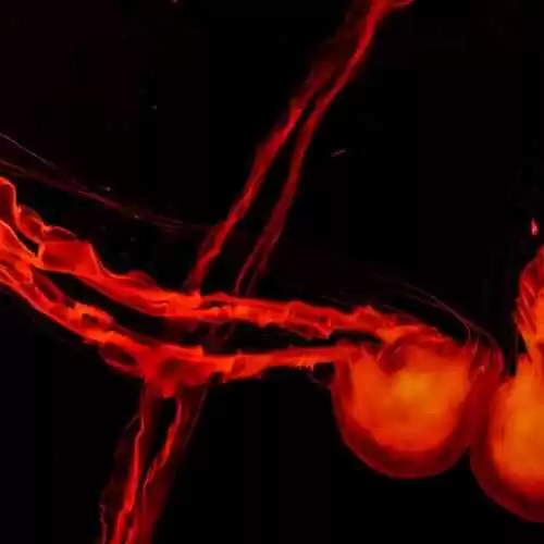 Cara Melihat Jadwal Pertandingan PSM Makassar vs Persija Jakarta di Liga 1