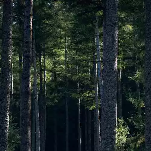 Celtic Score Big Win Against Newcastle United: Gareth Richards Shines on the Pitch