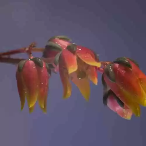 KMSK Deinze: Mengenal Klub Sepak Bola yang Berjaya di Belgia