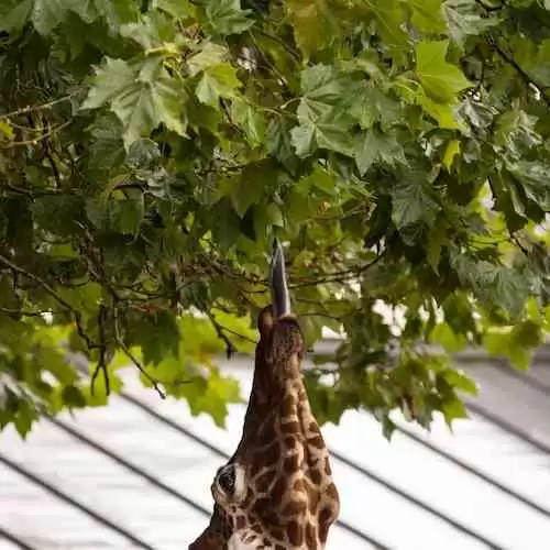 Shandy Aulia Resmi Cerai: Penyebab Perceraian dan Kehidupan Pribadi Artis Cantik Ini