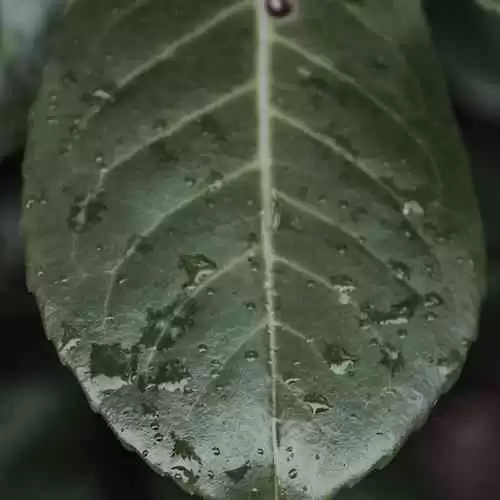 AS Roma: Mengapa Klub Ini Pantas Diperhitungkan di Liga Eropa?