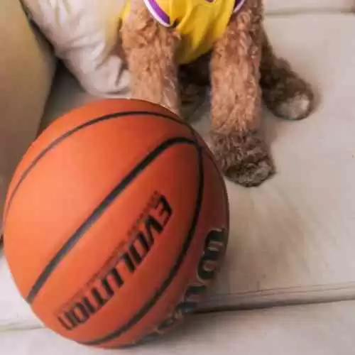 Bagaimana Lakers Membuat Sejarah di NBA: Kemenangan Terbesar dan Pemain Legendaris