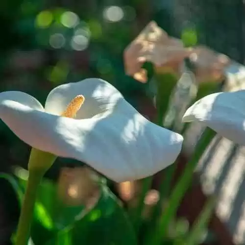 Kiat Sukses Menulis Cerpen: Tips dan Trik dari Penulis Profesional