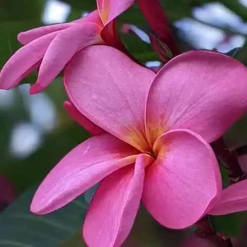 Liburan Seru di Tanggal Merah Juni 2023: Kunjungi Konser Agnez Mo dan Nikmati Nuansa Musikal yang Tak Terlupakan