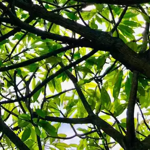 Memahami Prinsip-prinsip Demokrasi: Menjaga Keadilan dan Kesetaraan dalam Sistem Pemerintahan