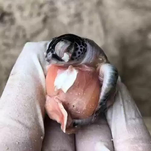 Mengelola Hutang dengan Cerdas: Panduan Praktis untuk Segera Bebas dari Hutang