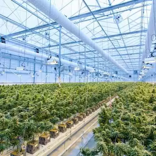 Mengganti Oli dan Filter Mobil: Kapan Harus Dilakukan dan Mengapa Penting?