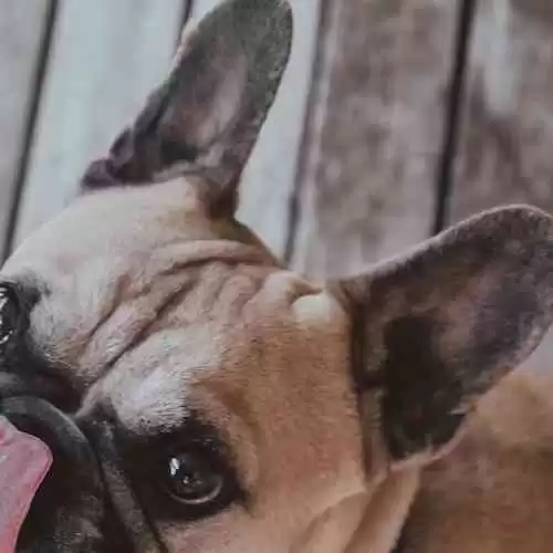 Paul Kent's Take on Brisbane Lions: A Journey from Underdogs to Title Contenders