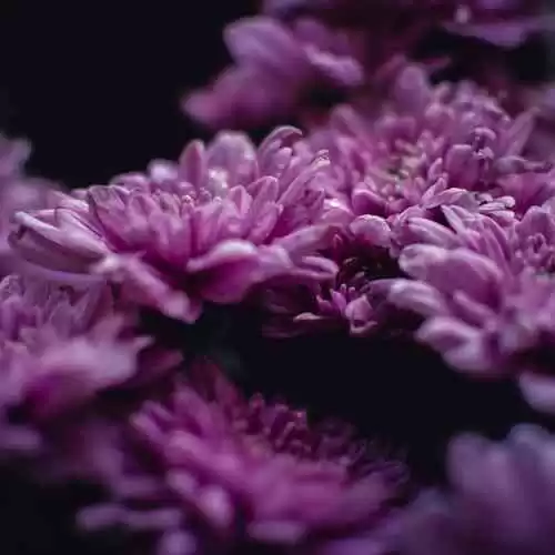 Yuk Mulai Berkebun! Tips dan Trik untuk Memulai Hobi Menanam Tanaman di Rumah