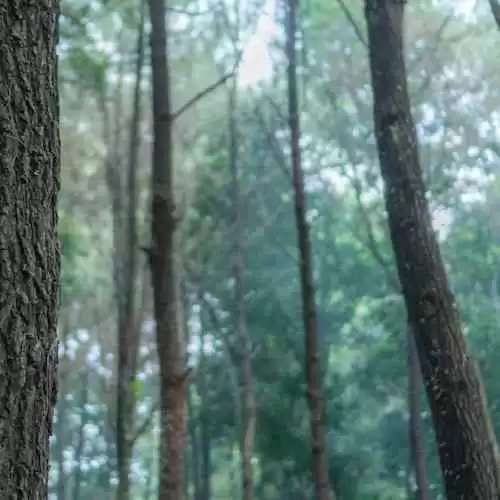 Serunya Mendaki Gunung dan Menjelajahi Hutan