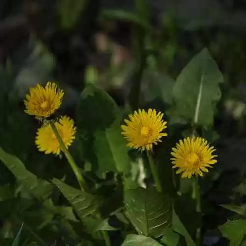 Mengenal Teknik Dasar Bulutangkis: Langkah Awal Menuju Kesuksesan