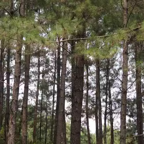 Mengungkap Pesona Wisata Alam Tersembunyi: 5 Destinasi Tersembunyi yang Jarang Diketahui