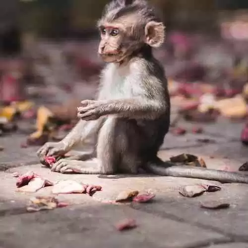 Jusuf Kalla: Profil dan Kontribusinya dalam Sejarah Politik Indonesia