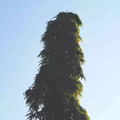 Wisata Kuliner Terbaik di Surabaya: Menjelajahi Kelezatan yang Tidak Boleh Dilewatkan