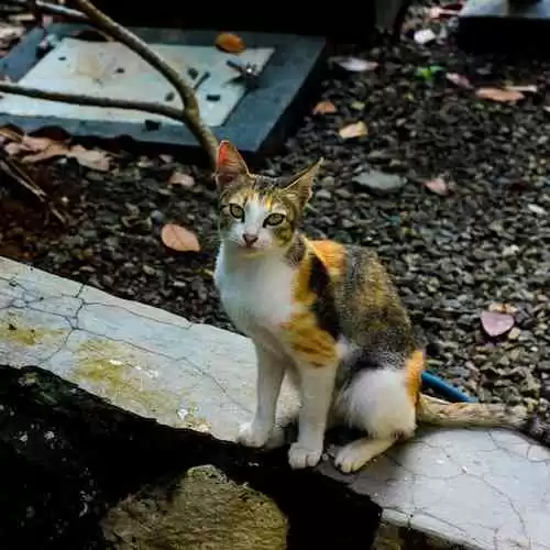 Mengoptimalkan Orasi Anda untuk Meningkatkan Keterampilan Komunikasi Publik