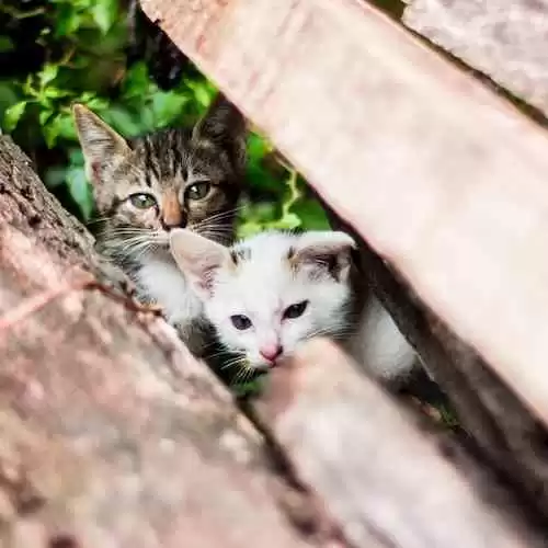 Tips Meningkatkan Kesehatan Tubuh dengan Pola Makan Seimbang