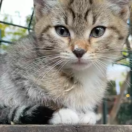 Mengenal Demokrasi: Prinsip, Proses, dan Manfaatnya bagi Masyarakat