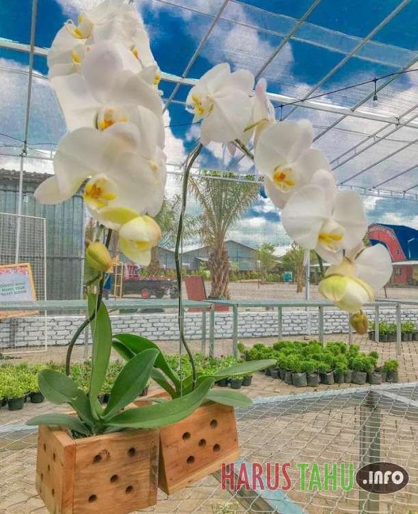 Kafe Bernuansa Kebun Bunga Menjadi Destinasi Wisata Baru di Pinggiran Kota Jember