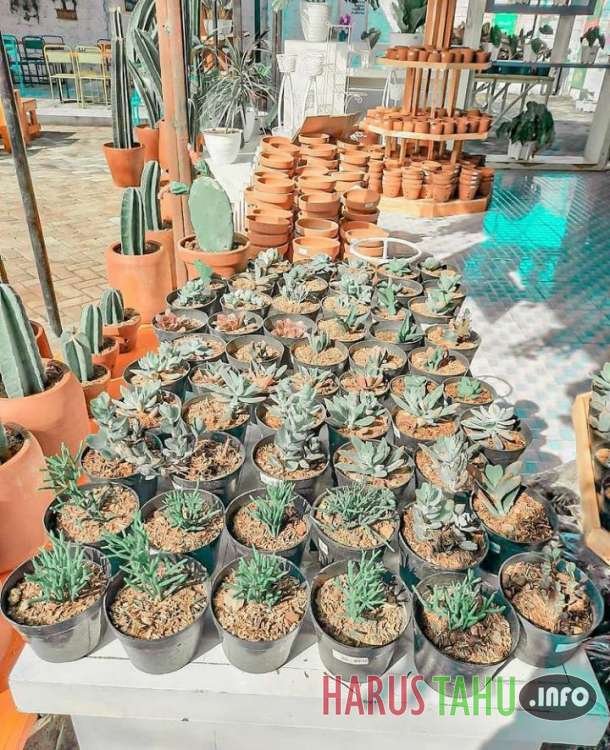 Kafe Bernuansa Kebun Bunga Menjadi Destinasi Wisata Baru di Pinggiran Kota Jember