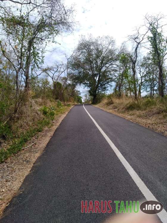 Baluran, Africa Kecil Yang Indah Di Ujung Timur Pulau Jawa