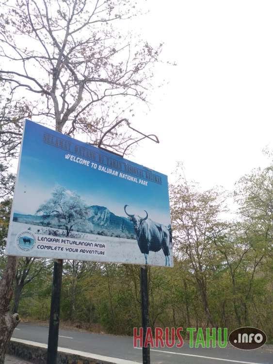 Baluran, Africa Kecil Yang Indah Di Ujung Timur Pulau Jawa