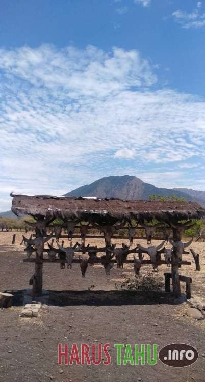 Baluran, Africa Kecil Yang Indah Di Ujung Timur Pulau Jawa