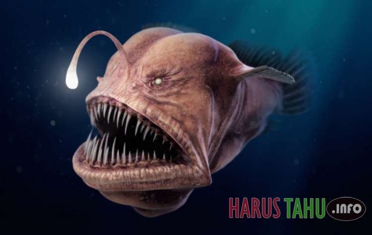 Beragam Makhluk Aneh yang hanya Hidup di Lautan Dalam