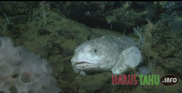 Beragam Makhluk Aneh yang hanya Hidup di Lautan Dalam