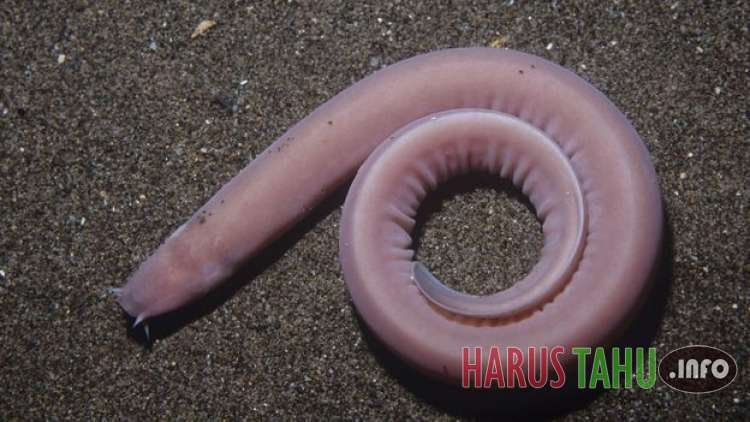 Beragam Makhluk Aneh yang hanya Hidup di Lautan Dalam