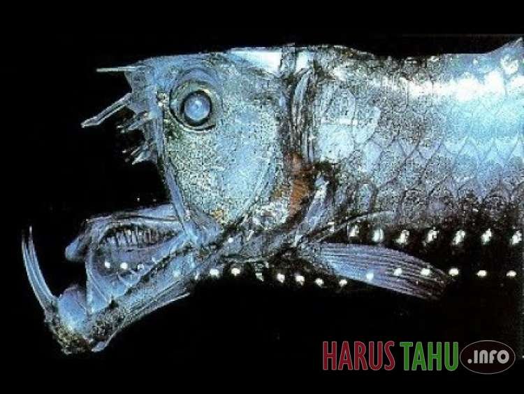 Beragam Makhluk Aneh yang hanya Hidup di Lautan Dalam